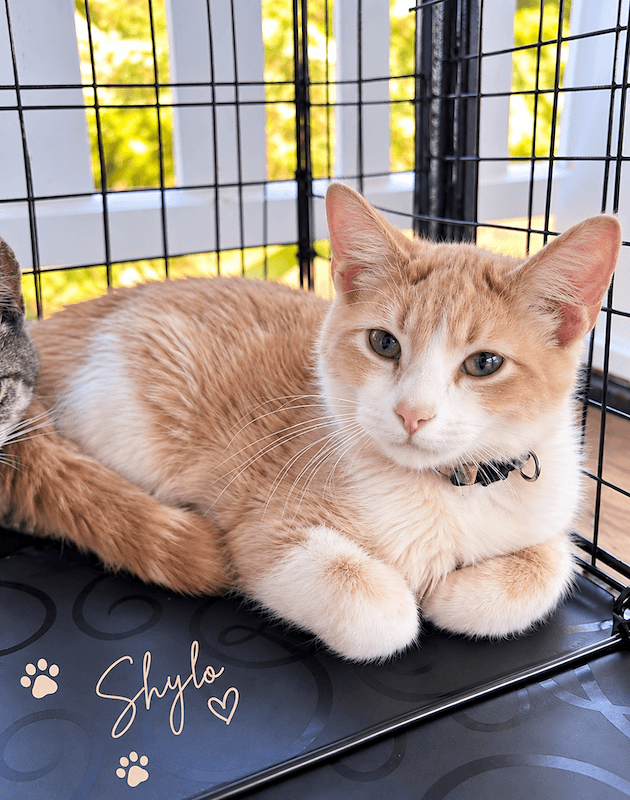 Shylo - Domestic Short Hair (DSH) cat available for adoption at RSPCA Queensland in Townsville
