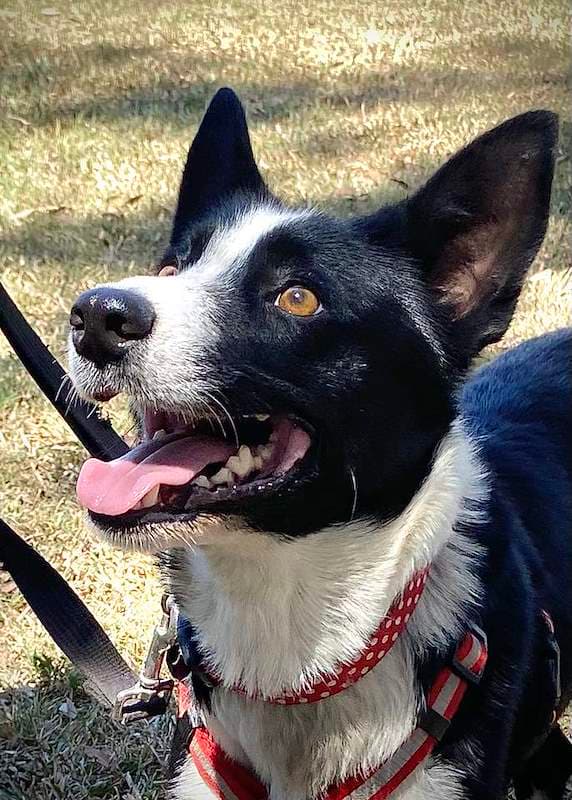 Ruby - Border Collie available for adoption in Bundaberg