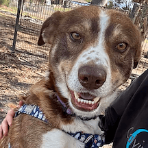 Timmy - Kelpie available for adoption in Bundaberg