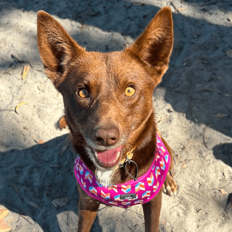 Cassidy - Kelpie available for adoption in Bundaberg