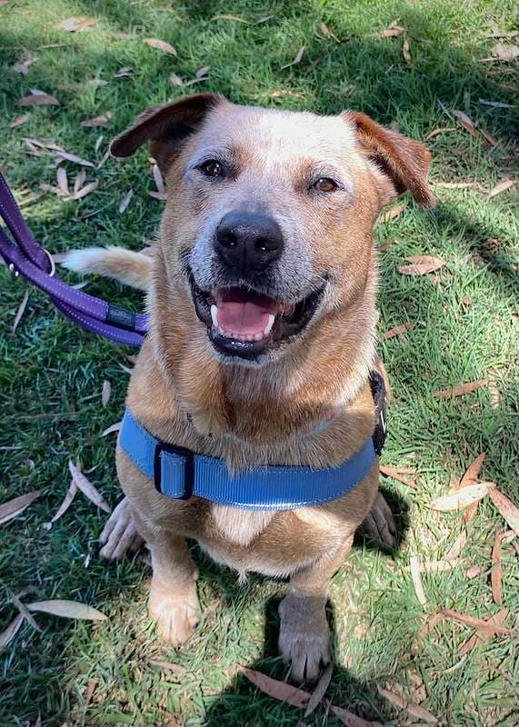 Lily - Australian Cattle Dog available for adoption in Bundaberg
