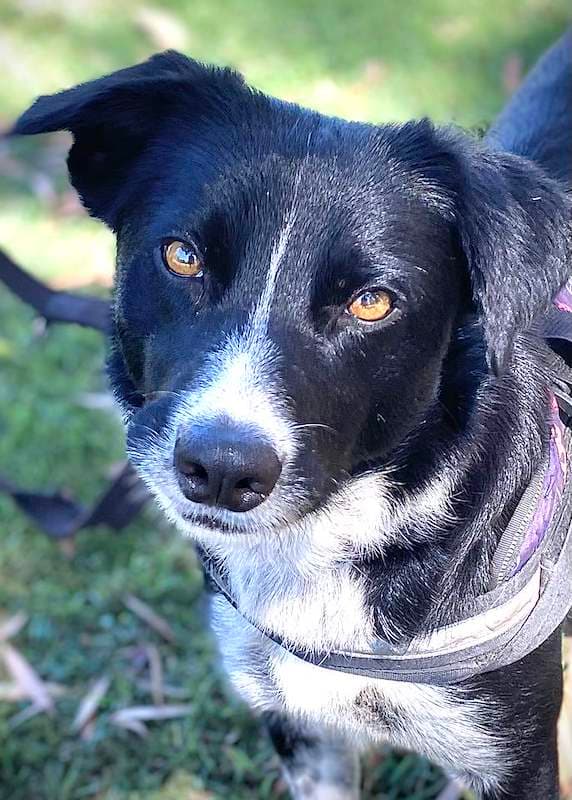 Zena - Border Collie available for adoption in Bundaberg
