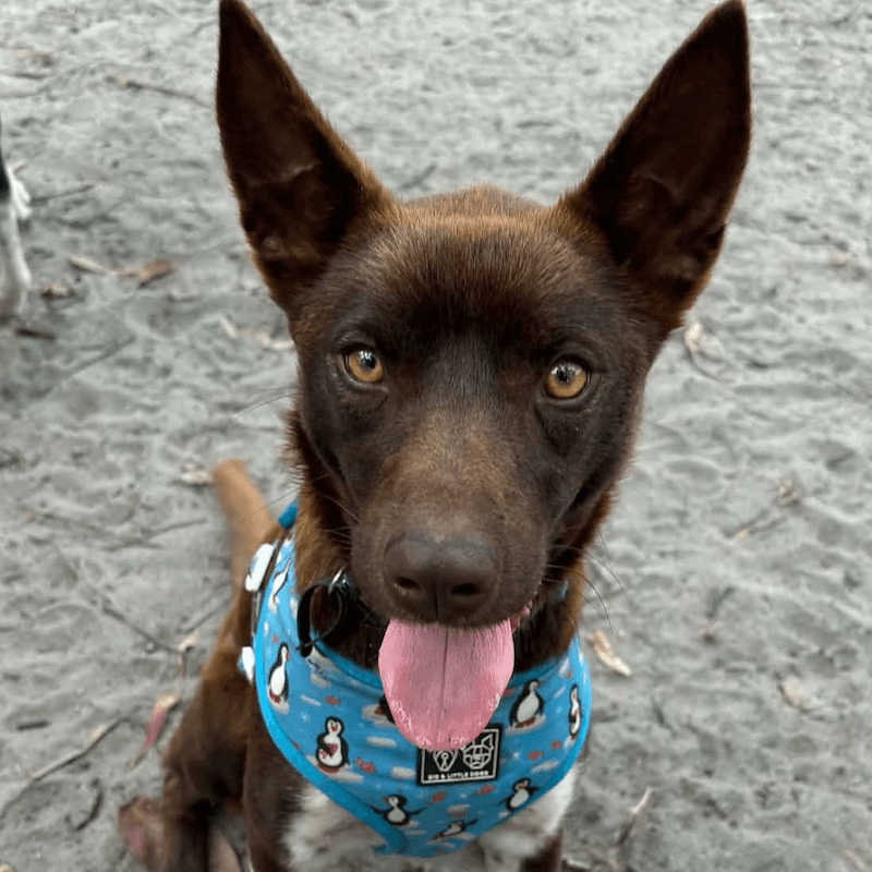 Angel - Kelpie available for adoption in Bundaberg