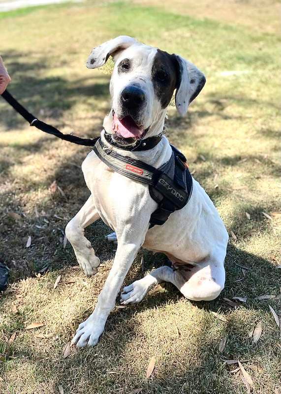 Puzzle - Bull Arab available for adoption in Bundaberg