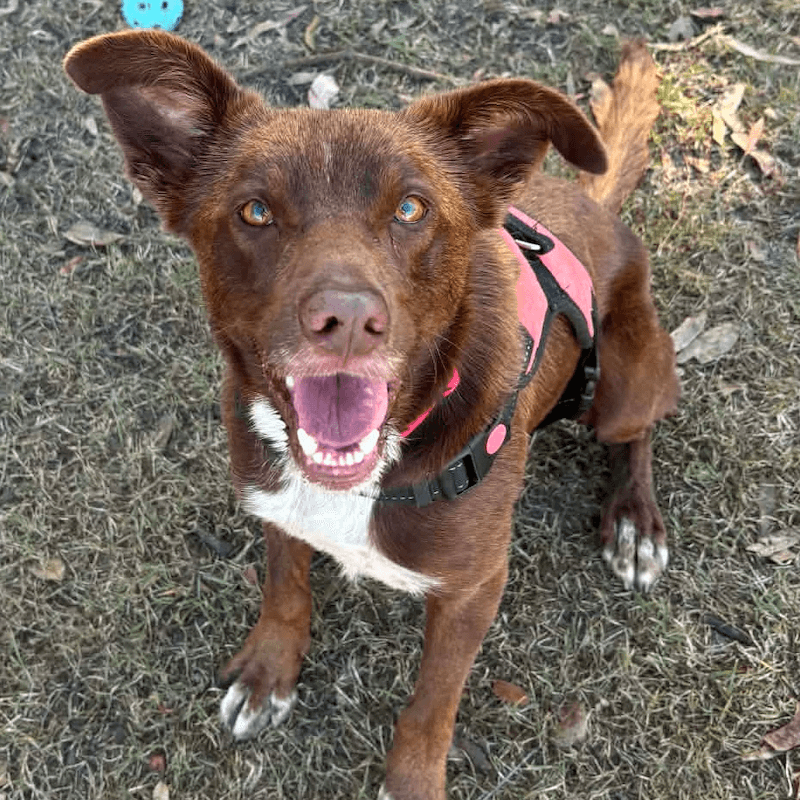 Coco - Kelpie available for adoption in Bundaberg