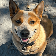 Stella - Australian Cattle Dog available for adoption in Bundaberg