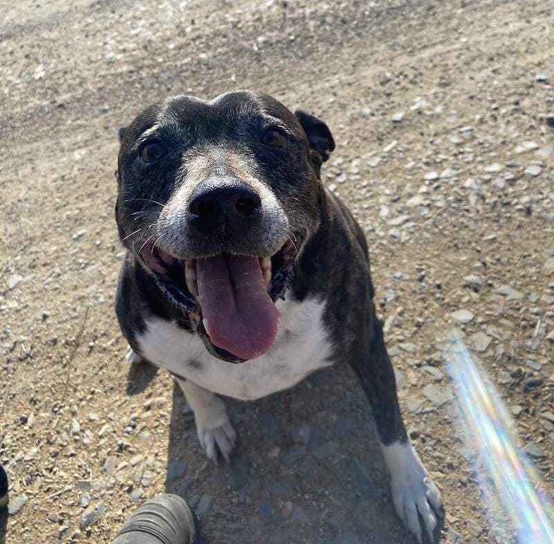 Tidda - English Staffordshire Bull Terrier Cross available for adoption in Rockhampton
