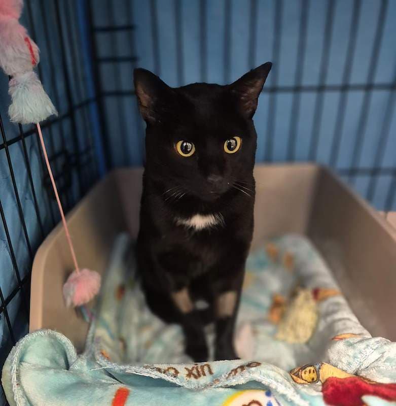 Sunny - Domestic Short Hair (DSH) cat available for adoption at RSPCA Queensland in Brisbane