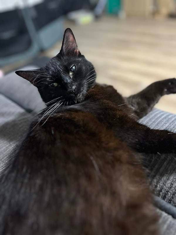 Mama Nova - Domestic Short Hair cat available for adoption at RSPCA Queensland in Townsville
