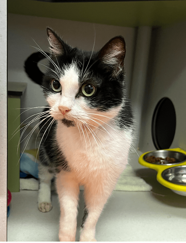 Uno - Domestic Short Hair (DSH) (Mixed) cat available for adoption at RSPCA Queensland in Brisbane