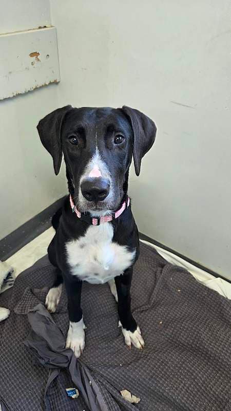 Daffodil - Bull Arab Cross available for adoption in Mackay