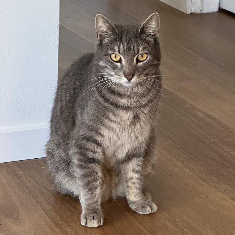 Tom - Domestic Short Hair (DSH) cat available for adoption at RSPCA Queensland in Brisbane