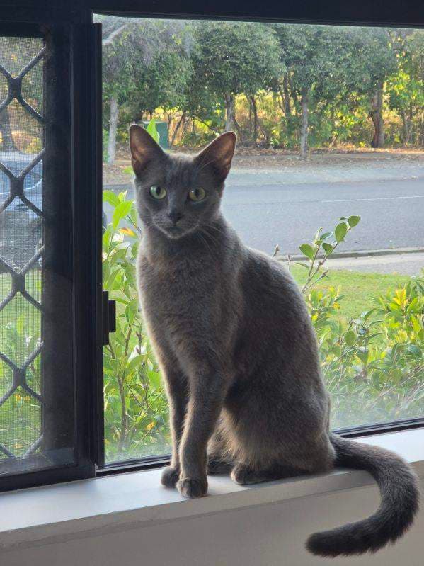 Zoya - Domestic Short Hair cat available for adoption at RSPCA Queensland in Townsville