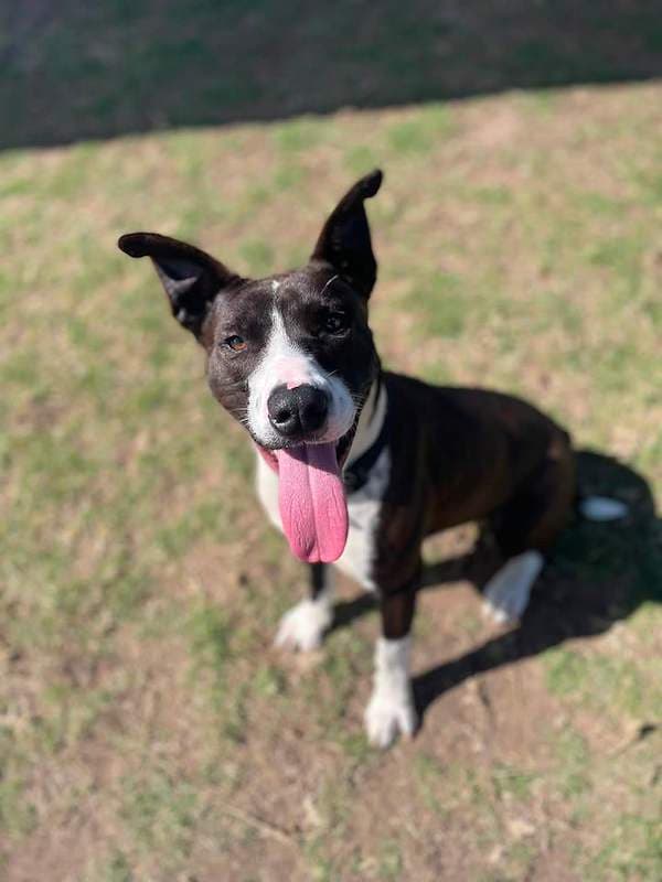 Toby - Bull Arab available for adoption in Toowoomba