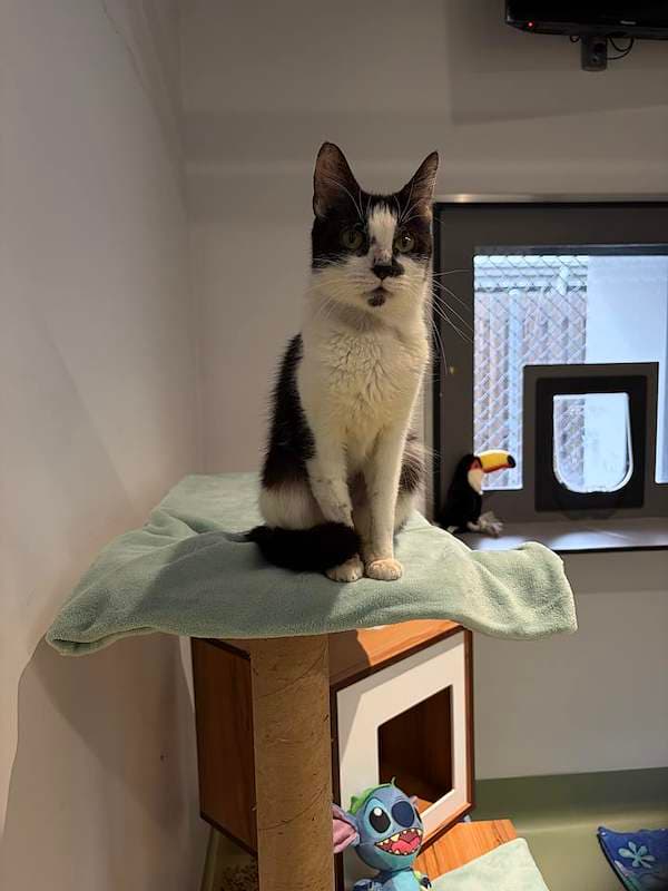 Imogen - Domestic Short Hair (DSH) cat available for adoption at RSPCA Queensland in Toowoomba