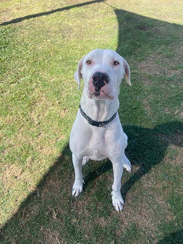 Dinker - Bull Arab Cross available for adoption in Brisbane