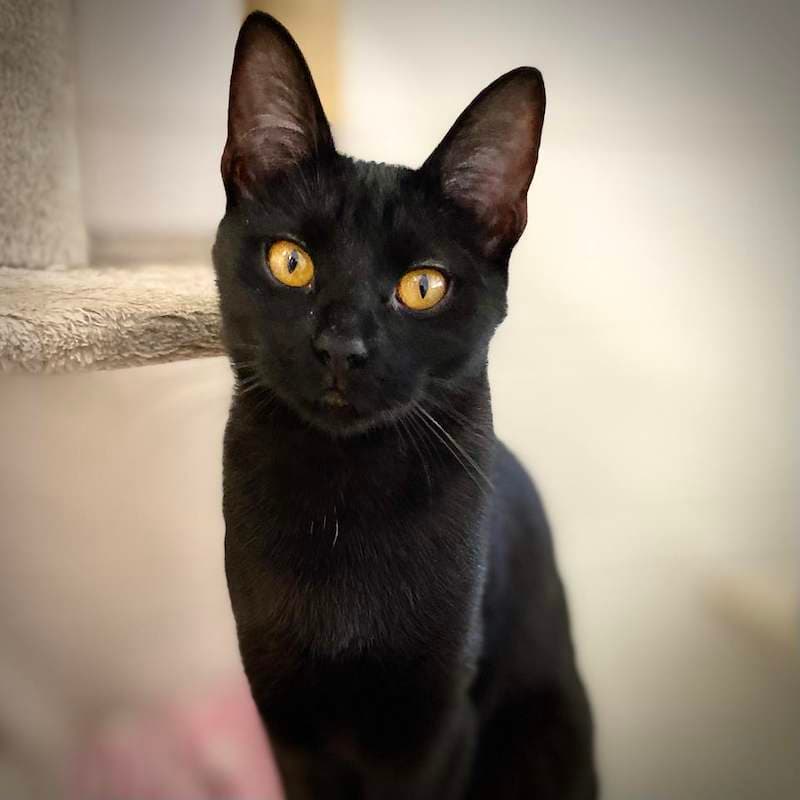 Maeve - Domestic Short Hair (DSH) cat available for adoption at RSPCA Queensland in Bundaberg