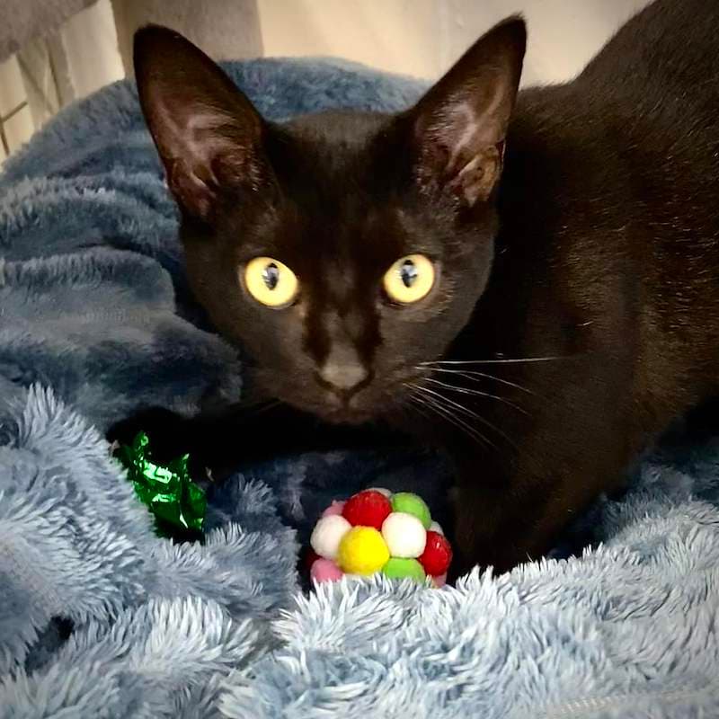 Mino - Domestic Short Hair (DSH) cat available for adoption at RSPCA Queensland in Bundaberg