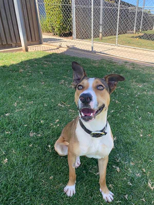 Jimmy - Australian Koolie x Bull Arab available for adoption in Toowoomba