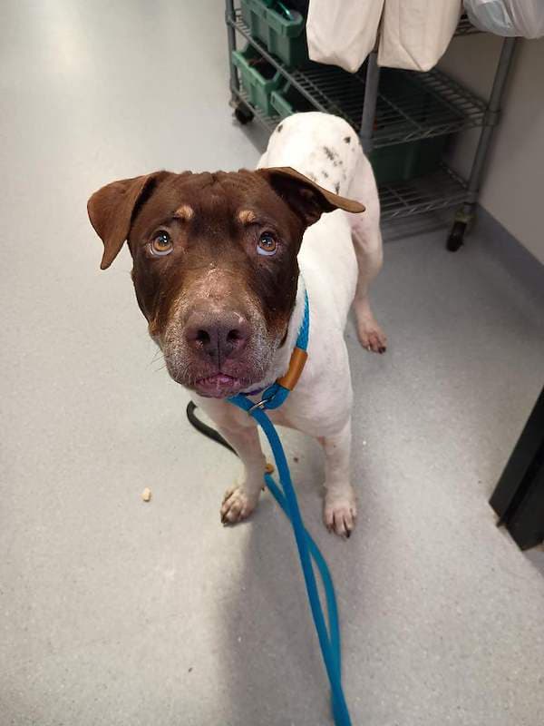 Mailey - American Staffordshire Bull Terrier Cross available for adoption in Cairns