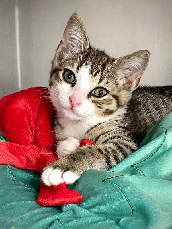 Summer - Domestic Short Hair cat available for adoption at RSPCA Queensland in Bundaberg