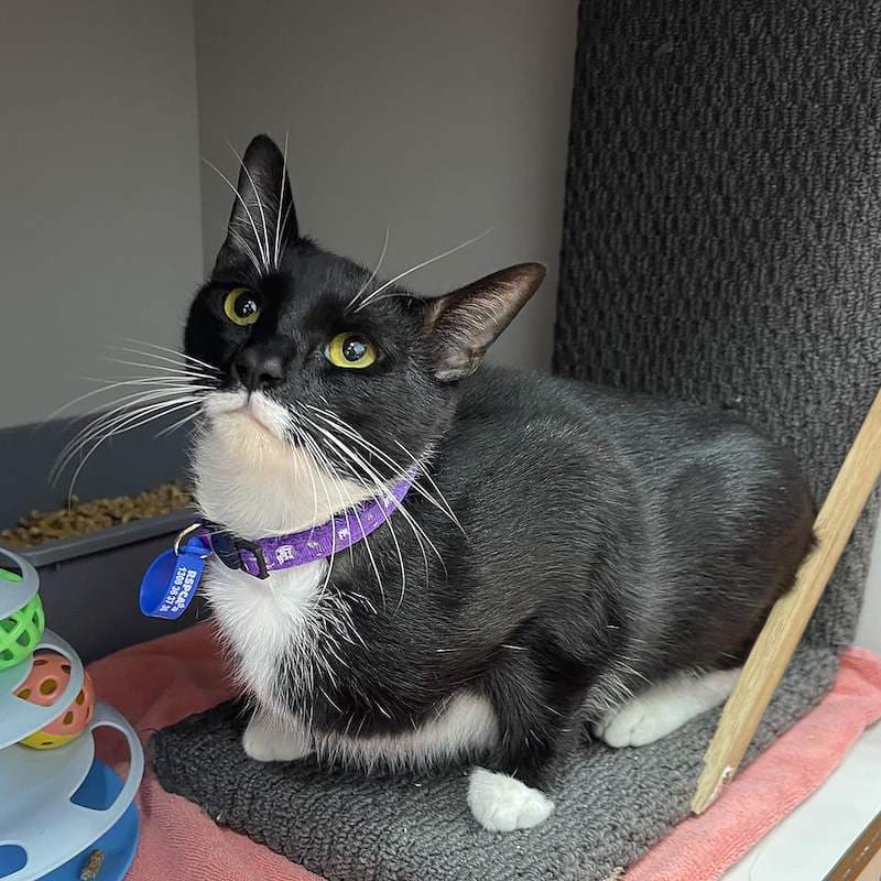 Sable - Domestic Short Hair (DSH) (Mixed) cat available for adoption at RSPCA Queensland in Brisbane