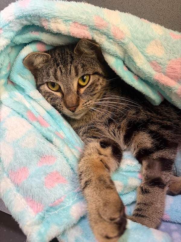 Quiver - Domestic Short Hair (DSH) cat available for adoption at RSPCA Queensland in Mackay