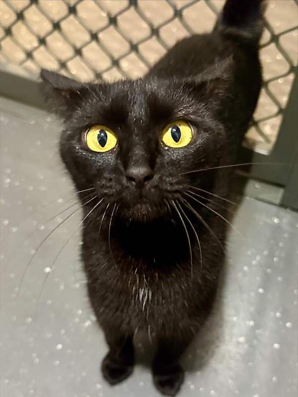 Cupboard - Domestic Short Hair (DSH) cat available for adoption at RSPCA Queensland in Mackay