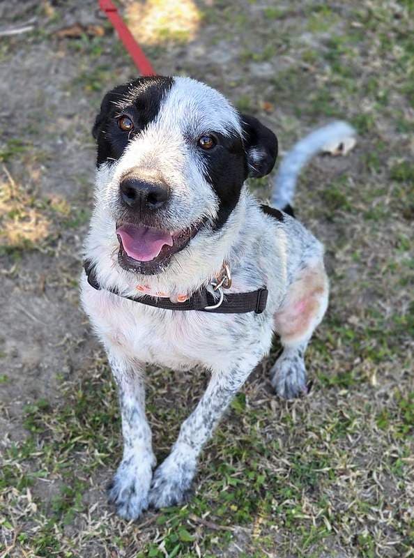 Lindsay - Australian Cattle Dog available for adoption in Mackay