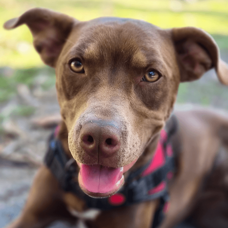Tora - American Staffordshire Bull Terrier available for adoption in Bundaberg