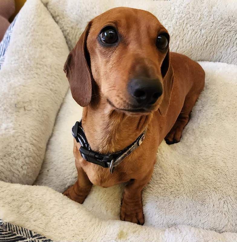 Archie - Dachshund, Miniature available for adoption in Brisbane