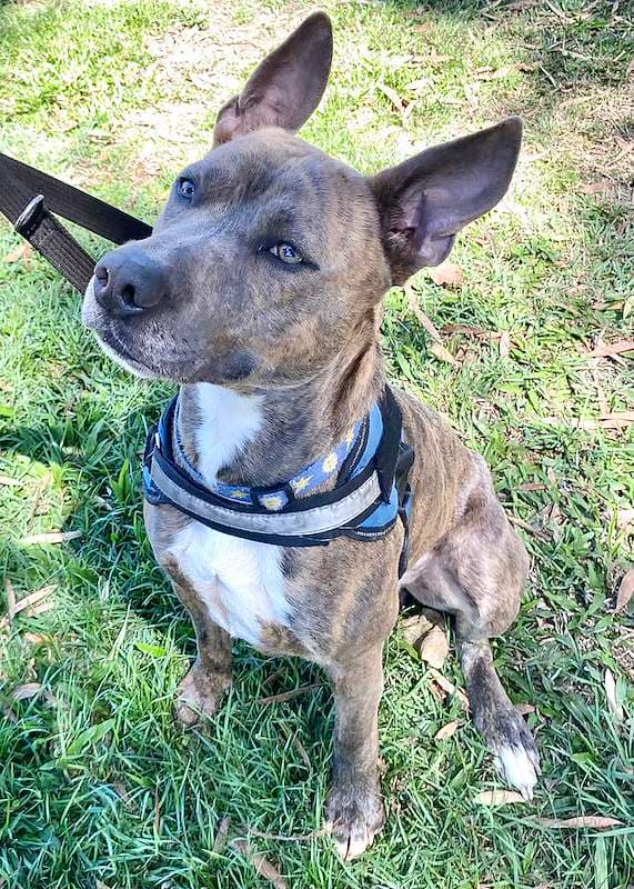 Odin - American Staffordshire Bull Terrier available for adoption in Bundaberg