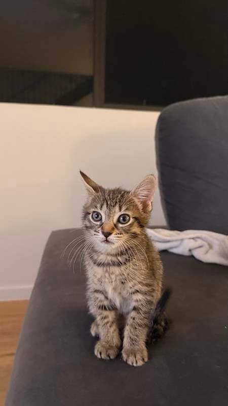 Dolly - Domestic Short Hair cat available for adoption at RSPCA Queensland in Townsville