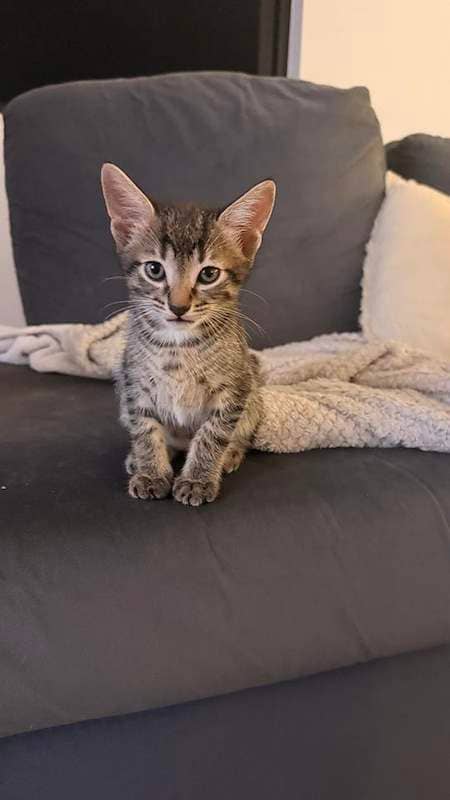 Ping - Domestic Short Hair cat available for adoption at RSPCA Queensland in Townsville