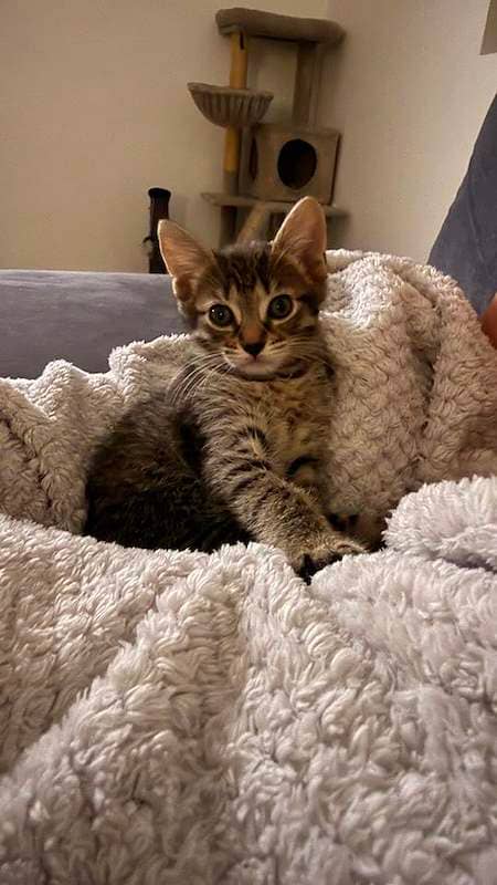 Kirky - Domestic Short Hair cat available for adoption at RSPCA Queensland in Townsville
