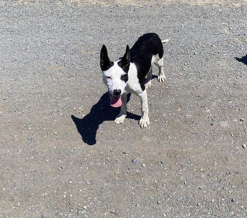 Thor - Border Collie Cross available for adoption in Rockhampton