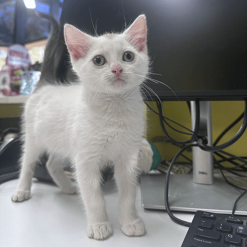 Pocus - Ragdoll cat available for adoption at RSPCA Queensland in Brisbane