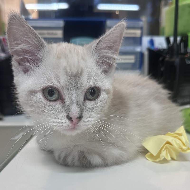 Hocus - Ragdoll cat available for adoption at RSPCA Queensland in Brisbane