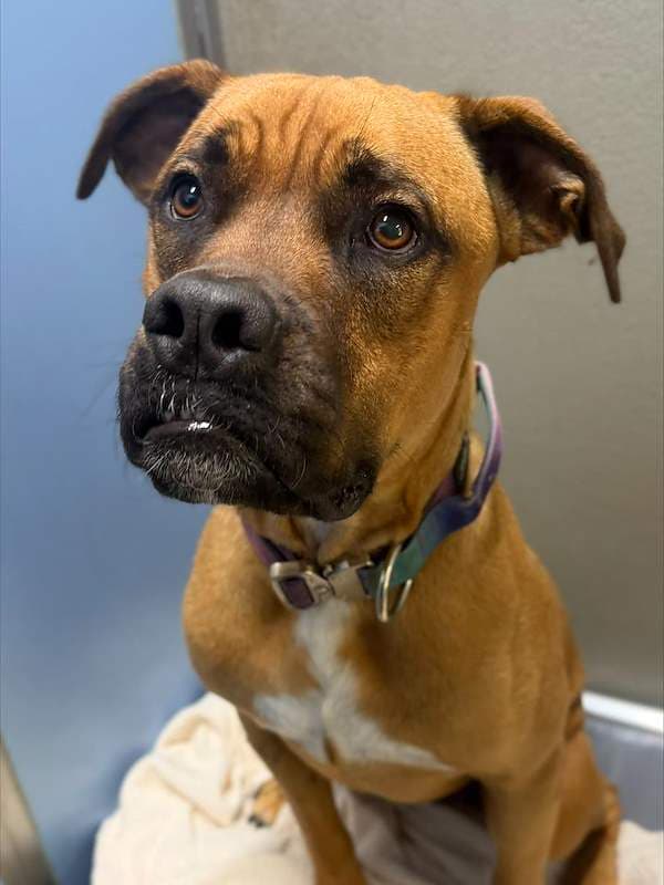 Greg - Bullmastiff Cross available for adoption in Mackay
