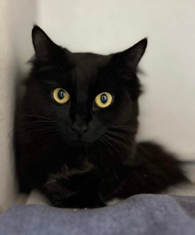 Harper - Domestic Medium Hair (DMH) (Mixed) cat available for adoption at RSPCA Queensland in Brisbane