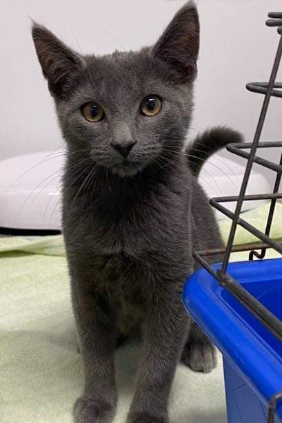 Blue - Domestic Short Hair cat available for adoption at RSPCA Queensland in Rockhampton