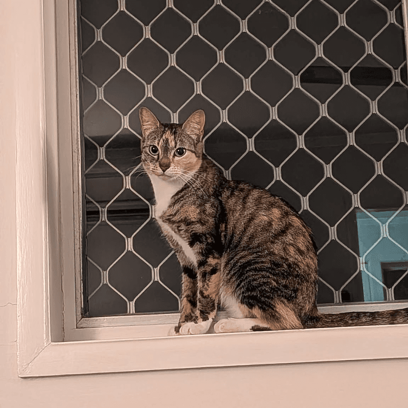 Tootins - Domestic Short Hair cat available for adoption at RSPCA Queensland in Brisbane