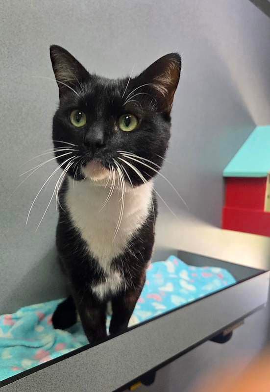 Badger - Domestic Short Hair (DSH) (Mixed) cat available for adoption at RSPCA Queensland in Mackay