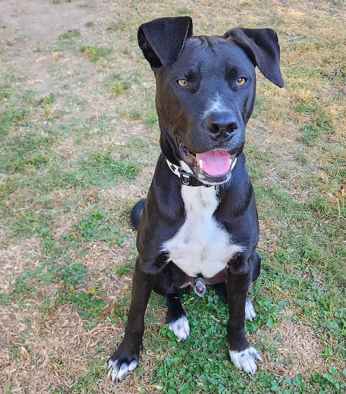 Bert - American Staffordshire Bull Terrier available for adoption in Brisbane