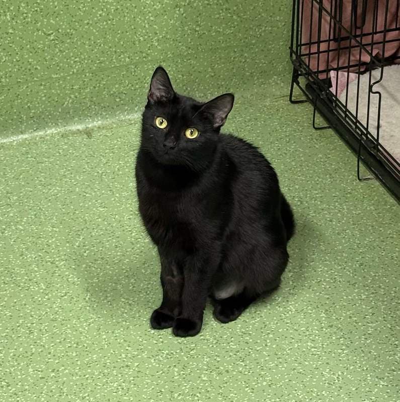Shilo - Domestic Short Hair cat available for adoption at RSPCA Queensland in Brisbane