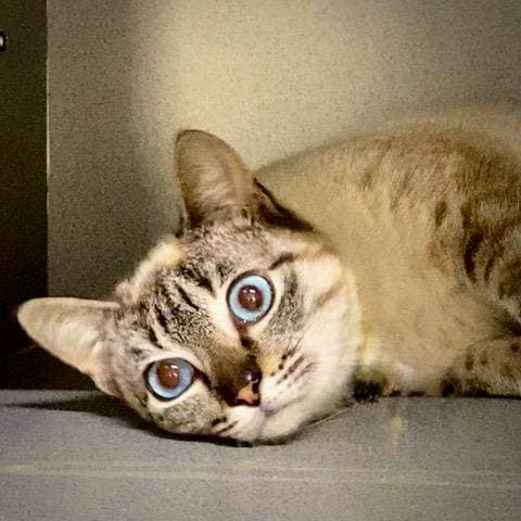 Howie - Domestic Short Hair cat available for adoption at RSPCA Queensland in Bundaberg