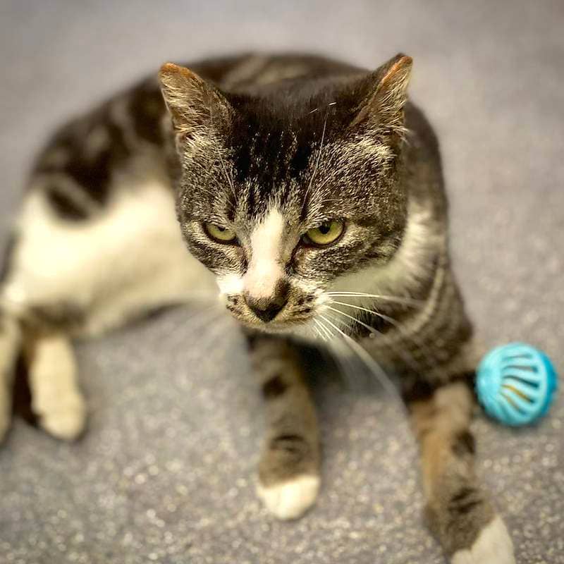 Bessie - Domestic Short Hair cat available for adoption at RSPCA Queensland in Bundaberg