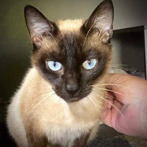 Grace - Domestic Short Hair cat available for adoption at RSPCA Queensland in Bundaberg