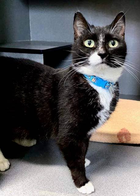 Belle - Domestic Short Hair cat available for adoption at RSPCA Queensland in Bundaberg