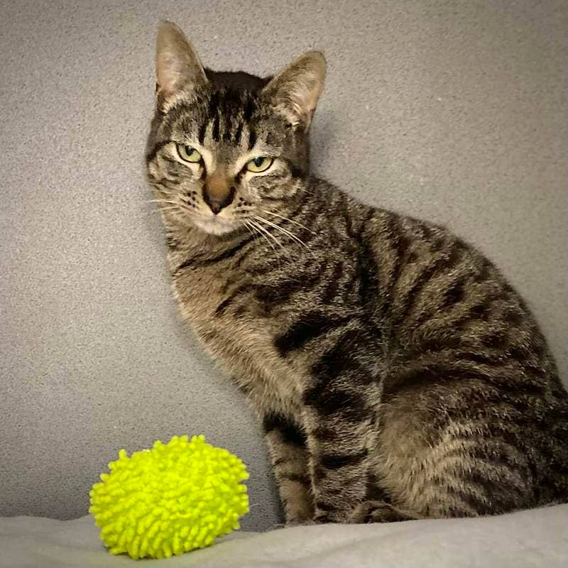 Ted - Domestic Short Hair cat available for adoption at RSPCA Queensland in Bundaberg